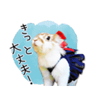 まろん＆しょこらのスタンプ（個別スタンプ：21）