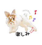まろん＆しょこらのスタンプ（個別スタンプ：31）