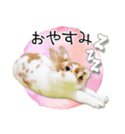 まろん＆しょこらのスタンプ（個別スタンプ：32）