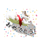 まろん＆しょこらのスタンプ（個別スタンプ：39）