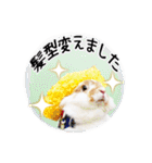 まろん＆しょこらのスタンプ（個別スタンプ：40）