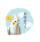 オカメインコのゆずちゃんスタンプ（個別スタンプ：1）