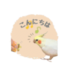 オカメインコのゆずちゃんスタンプ（個別スタンプ：3）
