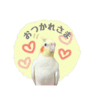 オカメインコのゆずちゃんスタンプ（個別スタンプ：4）