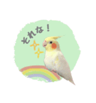 オカメインコのゆずちゃんスタンプ（個別スタンプ：5）