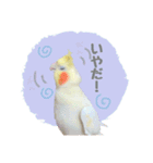 オカメインコのゆずちゃんスタンプ（個別スタンプ：6）