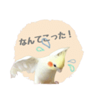 オカメインコのゆずちゃんスタンプ（個別スタンプ：7）