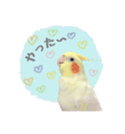 オカメインコのゆずちゃんスタンプ（個別スタンプ：8）