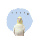 オカメインコのゆずちゃんスタンプ（個別スタンプ：9）
