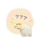 オカメインコのゆずちゃんスタンプ（個別スタンプ：10）