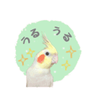 オカメインコのゆずちゃんスタンプ（個別スタンプ：11）