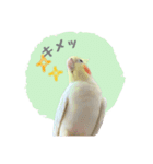 オカメインコのゆずちゃんスタンプ（個別スタンプ：12）