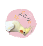 オカメインコのゆずちゃんスタンプ（個別スタンプ：13）