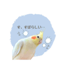 オカメインコのゆずちゃんスタンプ（個別スタンプ：14）