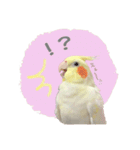 オカメインコのゆずちゃんスタンプ（個別スタンプ：15）