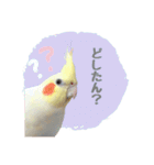 オカメインコのゆずちゃんスタンプ（個別スタンプ：16）