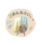 オカメインコのゆずちゃんスタンプ（個別スタンプ：17）