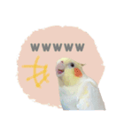 オカメインコのゆずちゃんスタンプ（個別スタンプ：18）
