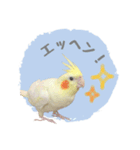 オカメインコのゆずちゃんスタンプ（個別スタンプ：19）