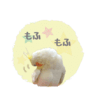 オカメインコのゆずちゃんスタンプ（個別スタンプ：20）