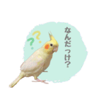 オカメインコのゆずちゃんスタンプ（個別スタンプ：21）
