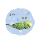 オカメインコのゆずちゃんスタンプ（個別スタンプ：22）