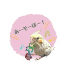 オカメインコのゆずちゃんスタンプ（個別スタンプ：23）