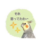 オカメインコのゆずちゃんスタンプ（個別スタンプ：24）