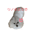 マルチーズのミルキーちゃん（個別スタンプ：7）
