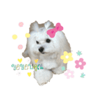 マルチーズのミルキーちゃん（個別スタンプ：8）