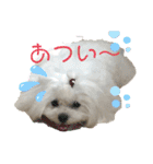 マルチーズのミルキーちゃん（個別スタンプ：10）