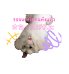 マルチーズのミルキーちゃん（個別スタンプ：11）