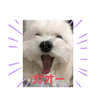 マルチーズのミルキーちゃん（個別スタンプ：12）