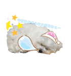 マルチーズのミルキーちゃん（個別スタンプ：16）