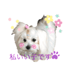 マルチーズのミルキーちゃん（個別スタンプ：18）