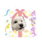 マルチーズのミルキーちゃん（個別スタンプ：24）