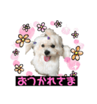 マルチーズのミルキーちゃん（個別スタンプ：28）