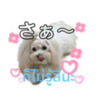 マルチーズのミルキーちゃん（個別スタンプ：34）