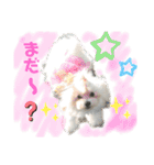 マルチーズのミルキーちゃん（個別スタンプ：35）