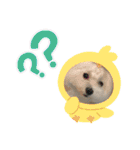 マルチーズのミルキーちゃん（個別スタンプ：38）