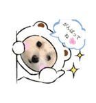 マルチーズのミルキーちゃん（個別スタンプ：39）