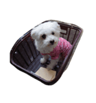 マルチーズのけん（個別スタンプ：3）