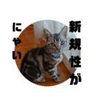 アメショ 特許関係用語 ねこ（個別スタンプ：1）