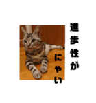 アメショ 特許関係用語 ねこ（個別スタンプ：2）