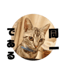 アメショ 特許関係用語 ねこ（個別スタンプ：4）