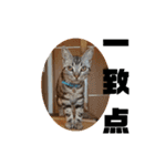 アメショ 特許関係用語 ねこ（個別スタンプ：5）