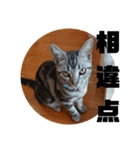 アメショ 特許関係用語 ねこ（個別スタンプ：6）