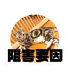 アメショ 特許関係用語 ねこ（個別スタンプ：8）