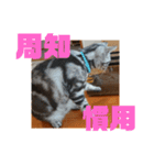 アメショ 特許関係用語 ねこ（個別スタンプ：9）