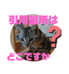 アメショ 特許関係用語 ねこ（個別スタンプ：10）